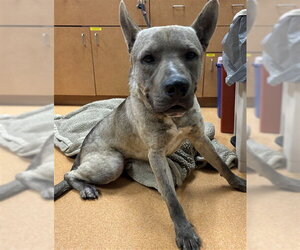 Gerberian Shepsky Dogs for adoption in Martinez, CA, USA