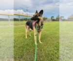 Small #4 German Shepherd Dog