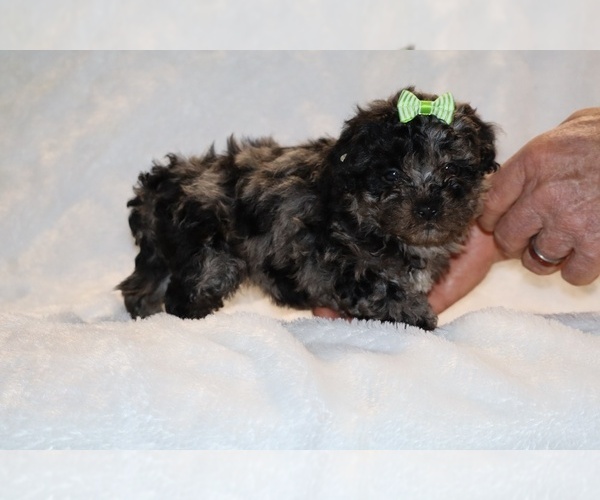Medium Photo #11 ShihPoo Puppy For Sale in DYERSBURG, TN, USA