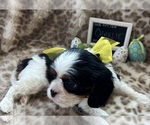 Small Cavalier King Charles Spaniel