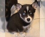 Puppy 7 Pomsky