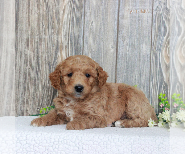 Medium Photo #5 Goldendoodle-Poodle (Miniature) Mix Puppy For Sale in HONEY BROOK, PA, USA