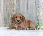 Small Photo #5 Goldendoodle-Poodle (Miniature) Mix Puppy For Sale in HONEY BROOK, PA, USA