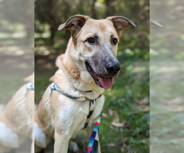 Medium Photo #1 Mutt Puppy For Sale in Bellevue, WA, USA