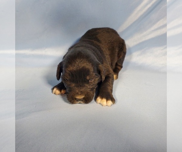 Medium Photo #8 Golden Mountain Dog Puppy For Sale in BLACK FOREST, CO, USA