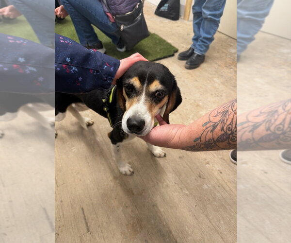 Medium Photo #1 Beagle-Unknown Mix Puppy For Sale in Calgary, Alberta, Canada