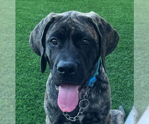 Mutt Dogs for adoption in Goodyear, AZ, USA