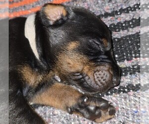 Medium Doberman Pinscher