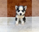 Small #11 Siberian Husky