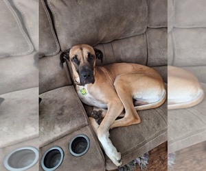 Father of the German Shepherd Dog-Great Dane Mix puppies born on 03/28/2025