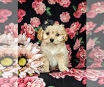 Small Cavachon
