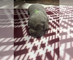 Small #3 Labrador Retriever