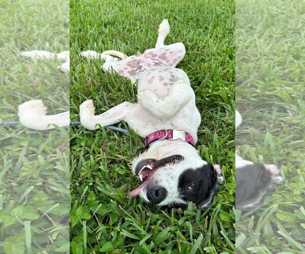 Medium Photo #4 Pointer-Unknown Mix Puppy For Sale in Sanford, FL, USA
