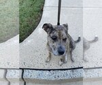 Small Photo #8 American Pit Bull Terrier-Unknown Mix Puppy For Sale in Spotsylvania, VA, USA