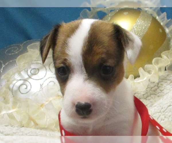 Medium Photo #4 Jack Russell Terrier Puppy For Sale in FOYIL, OK, USA