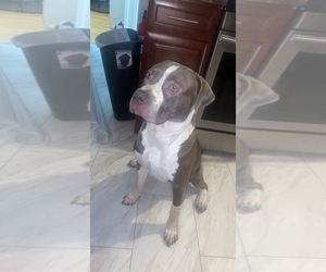 American Bully Puppy for sale in BAYONNE, NJ, USA