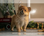 Small Photo #9 Pomeranian Puppy For Sale in NAPPANEE, IN, USA