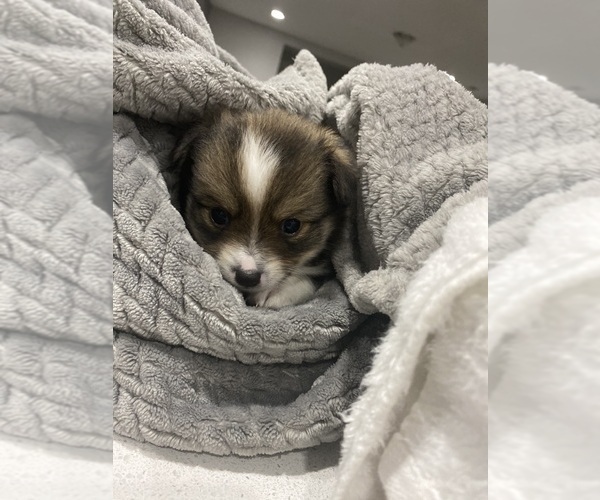 Medium Photo #8 Cardigan Welsh Corgi-Pomeranian Mix Puppy For Sale in ALBUQUERQUE, NM, USA