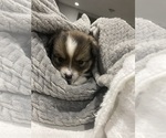 Small Photo #8 Cardigan Welsh Corgi-Pomeranian Mix Puppy For Sale in ALBUQUERQUE, NM, USA