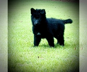 Alaskan Malamute-German Shepherd Dog-Wolf Hybrid Mix Puppy for sale in FORT MITCHELL, AL, USA