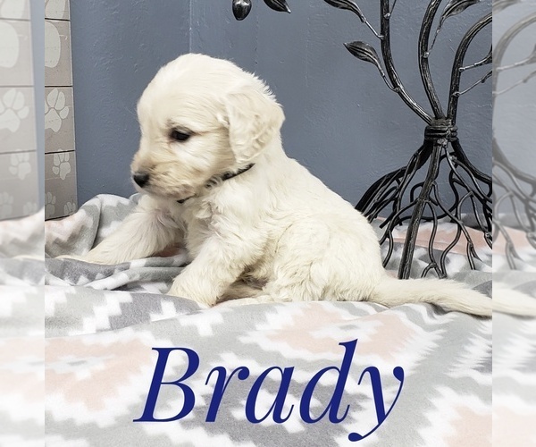 Medium Photo #10 Goldendoodle Puppy For Sale in CEDAR GAP, MO, USA