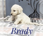 Small Photo #10 Goldendoodle Puppy For Sale in CEDAR GAP, MO, USA
