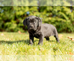 Small Photo #7 Cane Corso Puppy For Sale in MENTONE, IN, USA