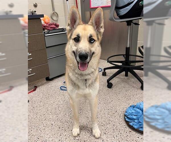Medium Photo #1 German Shepherd Dog-Siberian Husky Mix Puppy For Sale in Brighton, CO, USA