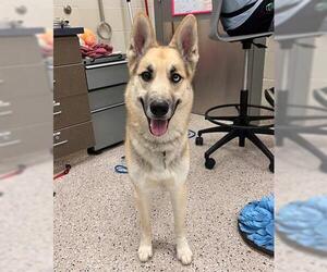 German Shepherd Dog-Siberian Husky Mix Dogs for adoption in Brighton, CO, USA