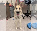 Small German Shepherd Dog-Siberian Husky Mix
