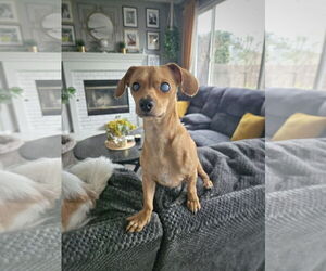 *HARPY CRYPTID -- BLIND - Male Chiweenie Dog for Adoption - Photo #4