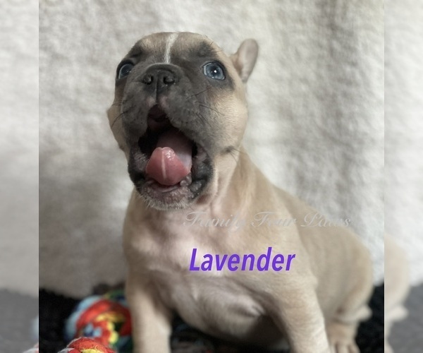 Medium Photo #25 Faux Frenchbo Bulldog Puppy For Sale in HOODSPORT, WA, USA