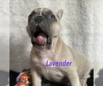 Small Photo #25 Faux Frenchbo Bulldog Puppy For Sale in HOODSPORT, WA, USA