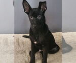 Small #3 Labrador Retriever Mix