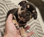 Puppy Potatoe 6 French Bulldog