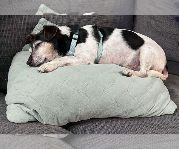 Medium Photo #3 Jack Russell Terrier Puppy For Sale in Arlington, WA, USA