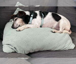 Kiwi a Jack Russell boy - Male Jack Russell Terrier Dog for Adoption - Photo #2