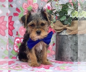 YorkiePoo Dog for Adoption in LANCASTER, Pennsylvania USA