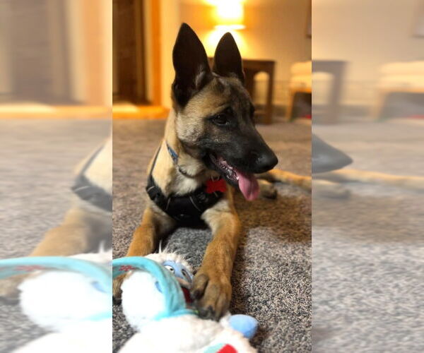 Medium Photo #4 German Shepherd Dog-Unknown Mix Puppy For Sale in Imlay City, MI, USA