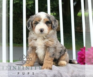 Bernedoodle (Miniature) Puppy for sale in LANCASTER, PA, USA