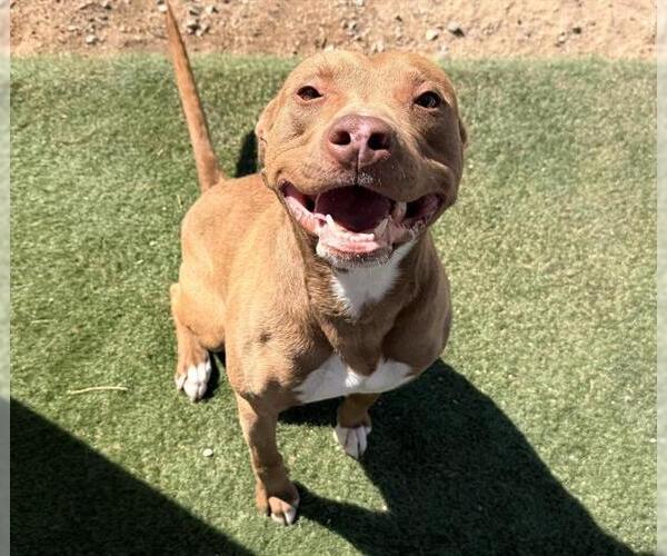 Medium Photo #2 Mutt Puppy For Sale in HESPERIA, CA, USA