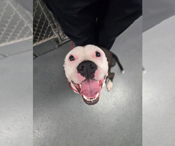 Medium Photo #1 American Pit Bull Terrier Puppy For Sale in Glen Allen, VA, USA