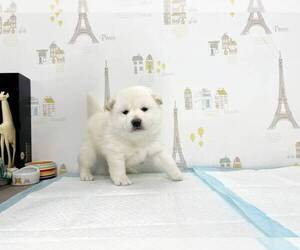 Shiba Inu Puppy for sale in NEW YORK, NY, USA
