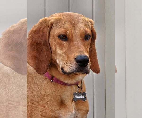 Medium Photo #5 Mutt Puppy For Sale in MIDWAY, UT, USA