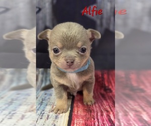 Chihuahua Puppy for sale in HOMERVILLE, GA, USA