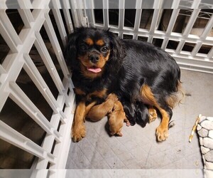 Cavalier King Charles Spaniel Litter for sale in BATESVILLE, AR, USA
