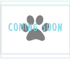Poovanese Puppy for sale in MARIETTA, GA, USA