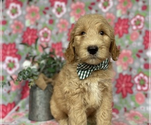 Goldendoodle Puppy for sale in LANCASTER, PA, USA