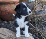 Small Photo #3 Border Collie Puppy For Sale in HARRISON, ID, USA
