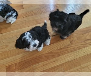 Cockapoo-Maltese Mix Litter for sale in FUQUAY VARINA, NC, USA